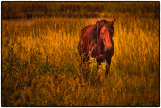 21st Oct 2018 - horse in the marsh