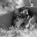 Tabby In The Shade by motherjane