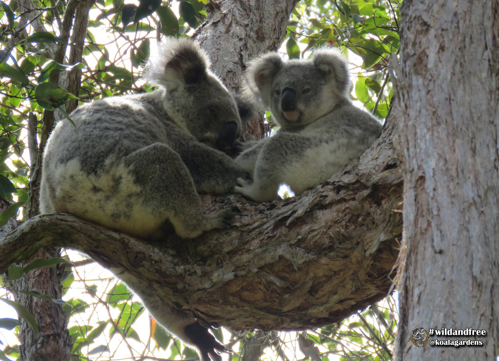 the secret place by koalagardens