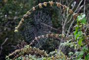 21st Oct 2018 - Web In The Fog