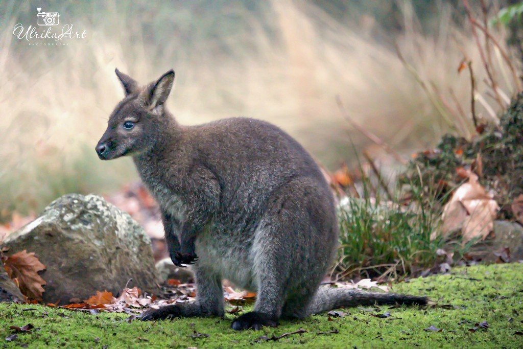 wallaby by ulla