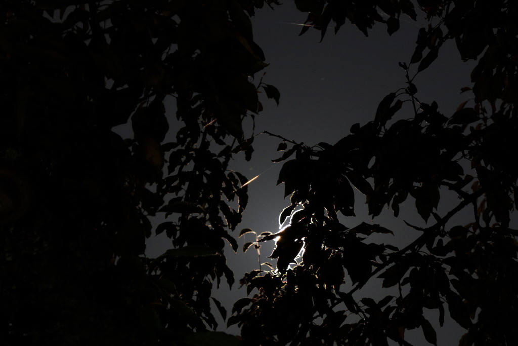 Night leaves by teriyakih