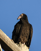 18th Oct 2018 - Black Vulture