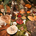 ~Northwest Mushroom's~ by crowfan