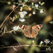 Common Buckeye Moth by jnorthington
