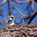 downy woodpecker by aecasey