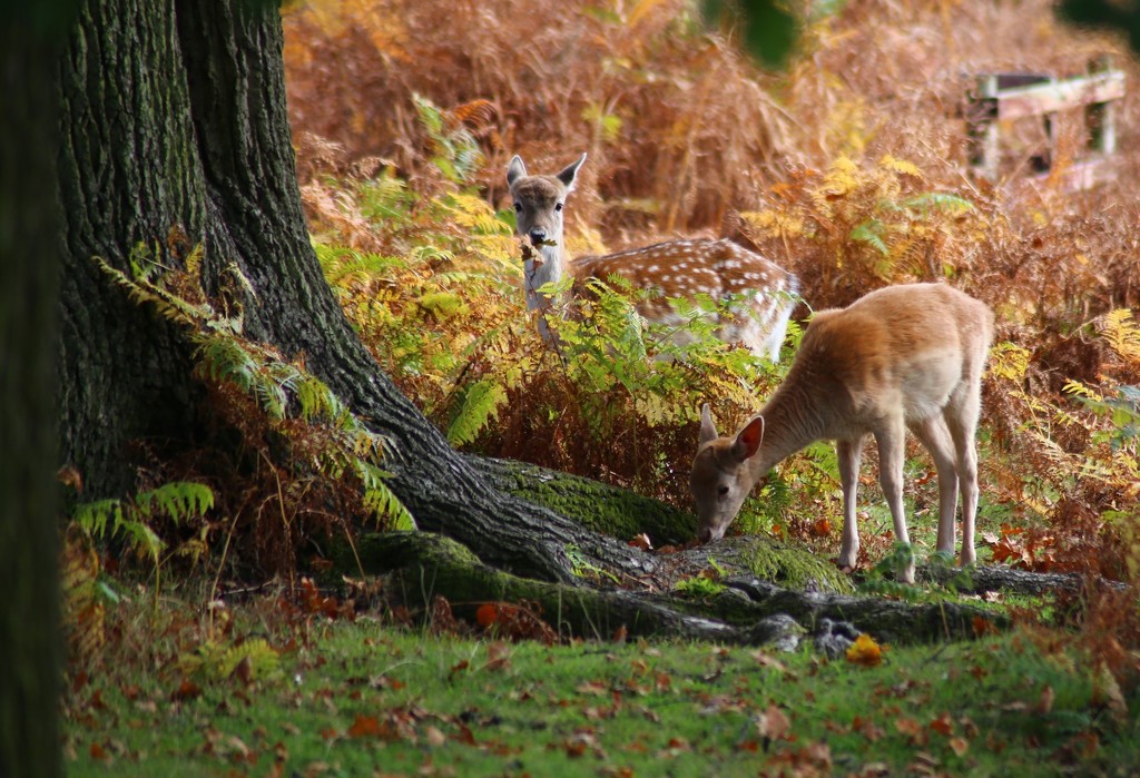 Bambi at Lunch by phil_sandford