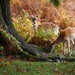 Bambi at Lunch by phil_sandford