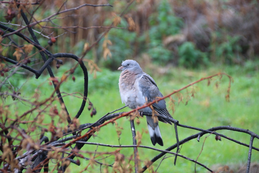 Wood Pigeon by oldjosh