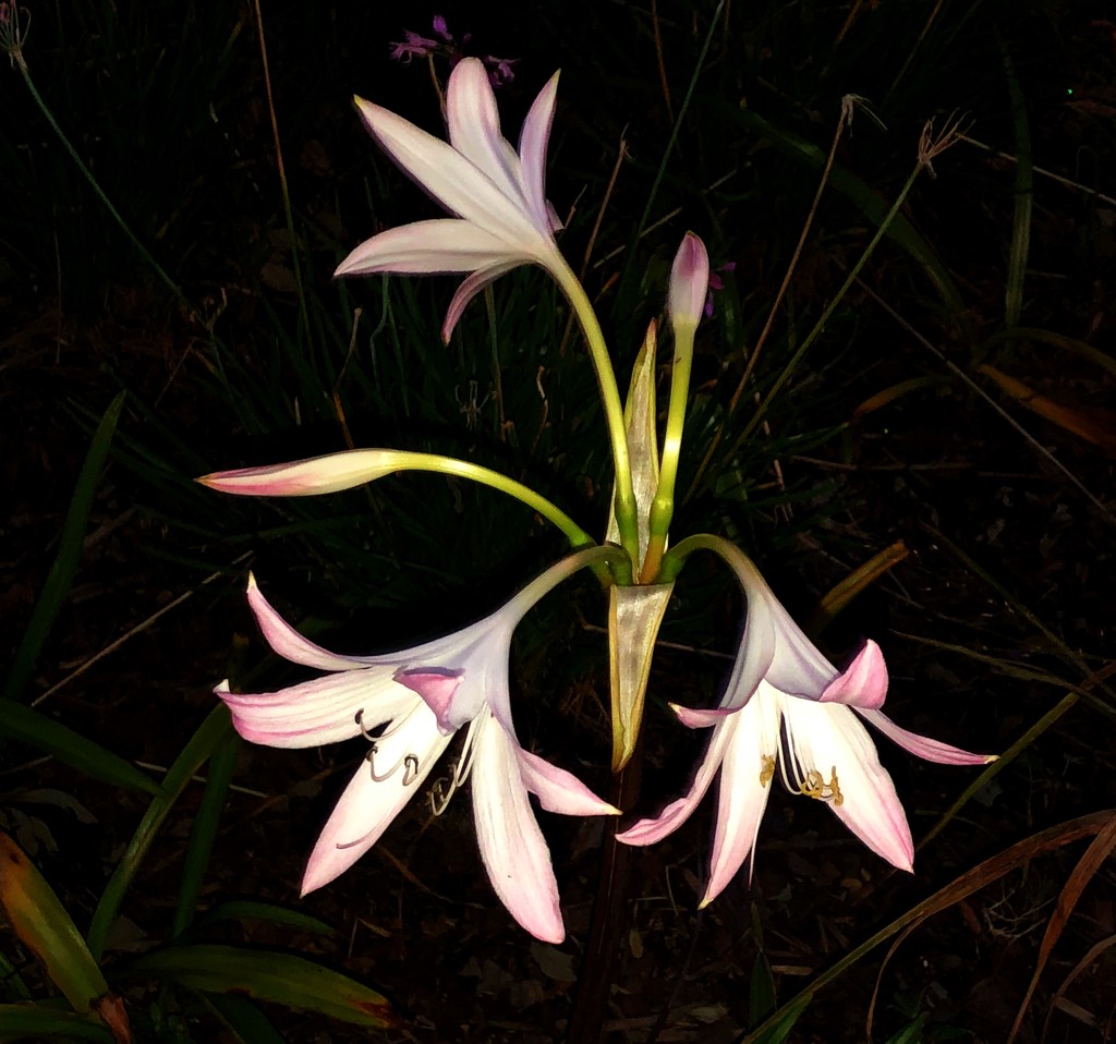 Lily by congaree