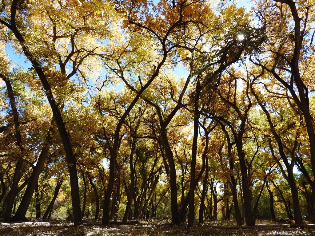 Haiku for Cottonwood Forest (Bosque) by janeandcharlie