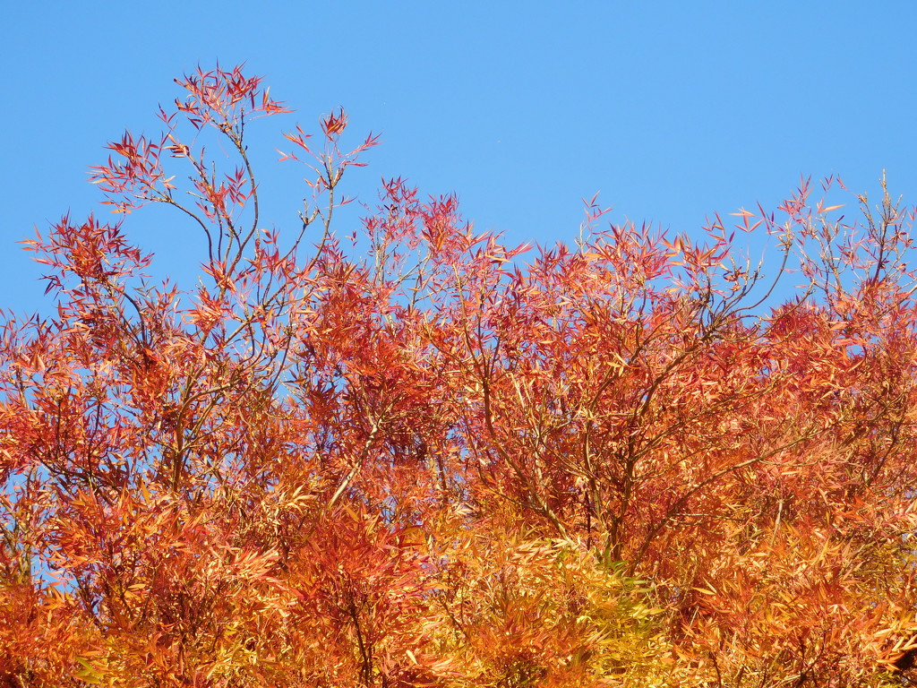  Autumn colours by 365anne