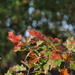 Autumn colours by jacqbb