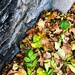 Leaves | Half & Half by yogiw