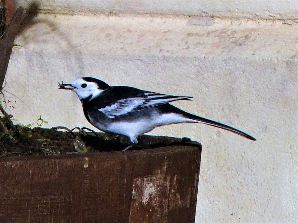  Pied Wagtail with Breakfast  by susiemc
