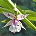  My Favourite Orchid ............. by susiemc