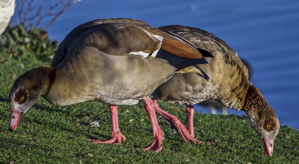 Egyptian Geese. by tonygig