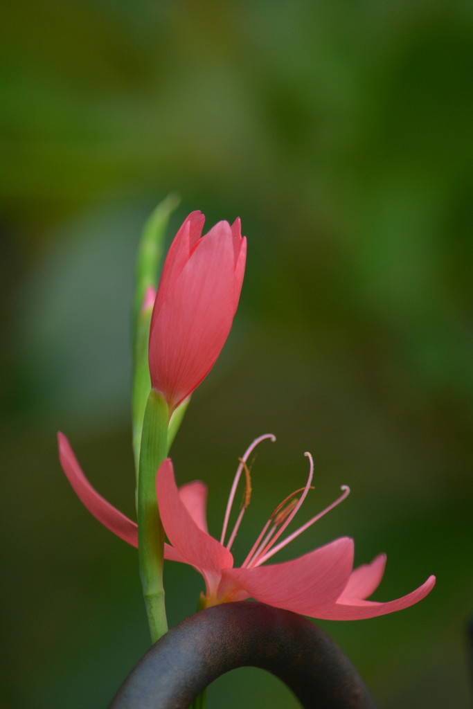 Hesperantha lily and bud........ by ziggy77