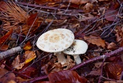 20th Oct 2018 - Forest Fungi