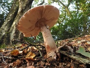 20th Oct 2018 - Blusher mushroom