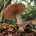 Blusher mushroom by roachling