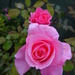 roses by arthurclark