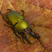 Green Stag Beetle