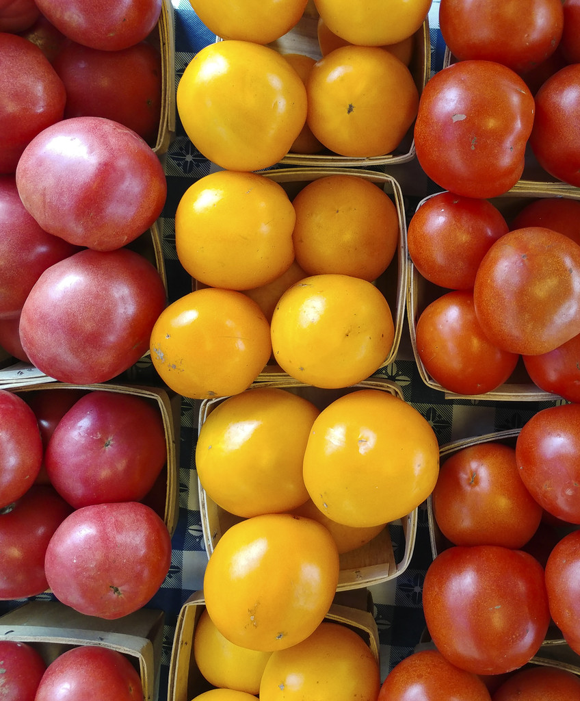 Tomatoes come in different colors by houser934