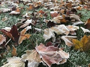 22nd Oct 2018 - 1022frost