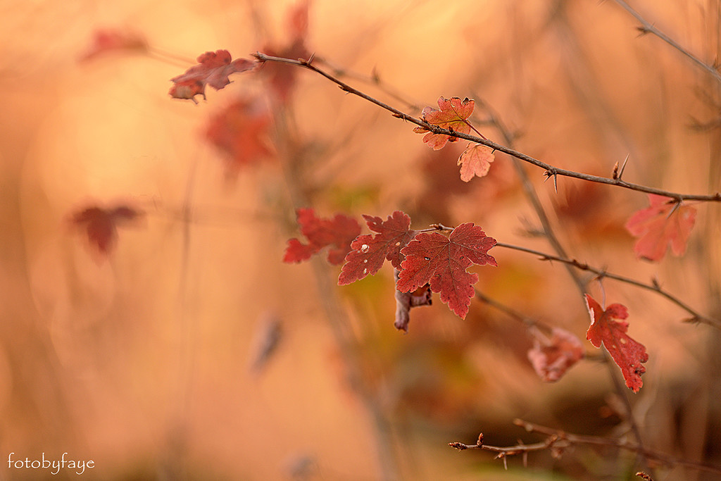 The beauty of fall! by fayefaye