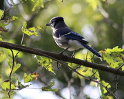 22nd Oct 2018 - Blue Jays Are Back