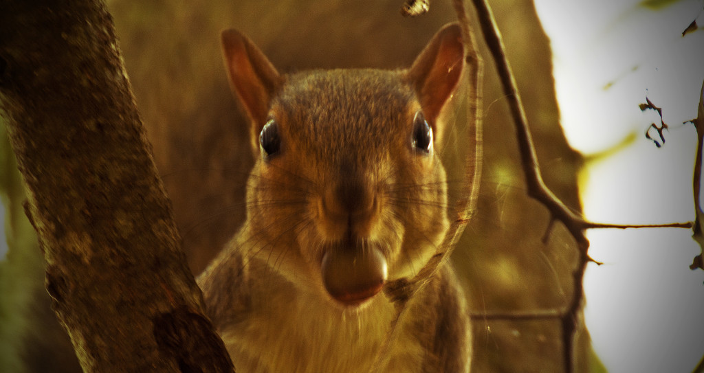 Up Close Squirrel! by rickster549