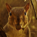 Up Close Squirrel! by rickster549