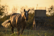 22nd Oct 2018 - Horse, Barn, Silo