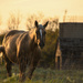 Horse, Barn, Silo by kareenking