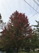 22nd Oct 2018 - Tree