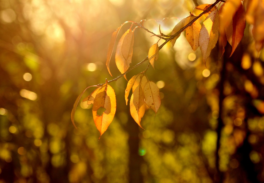 Autumn Gold by lynnz