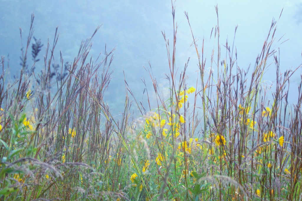 Weeds & Wildflowers by lynnz