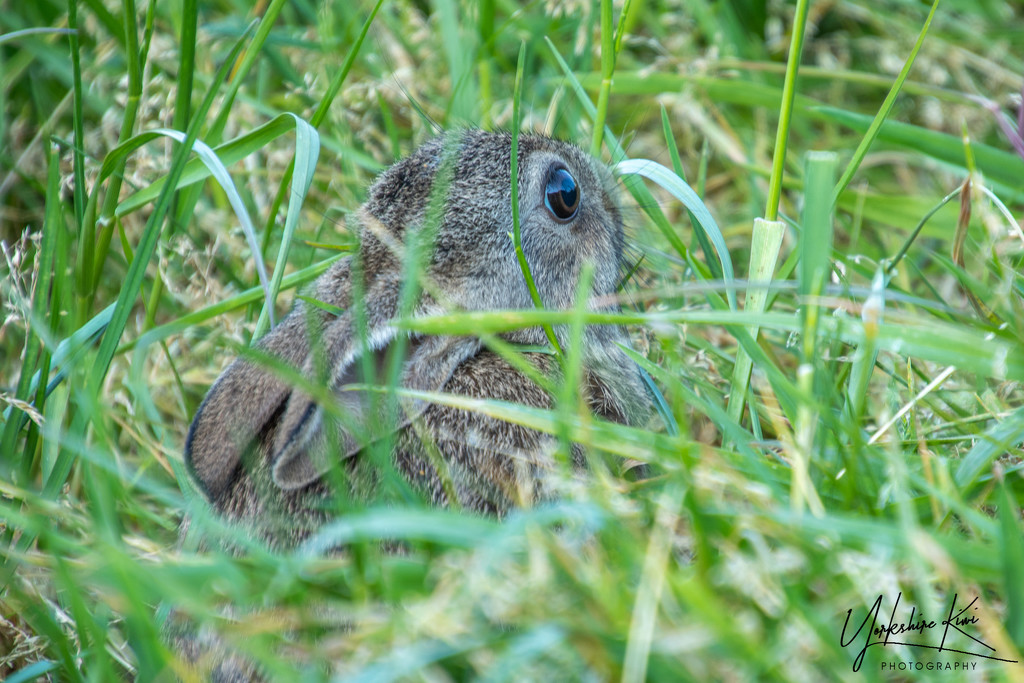 Baby rabbit by yorkshirekiwi