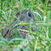 Baby rabbit by yorkshirekiwi