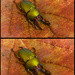 First and last Beetle by ellida