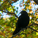 Crow by novab
