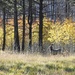 Two Deer in a New Aspen Forest by janeandcharlie