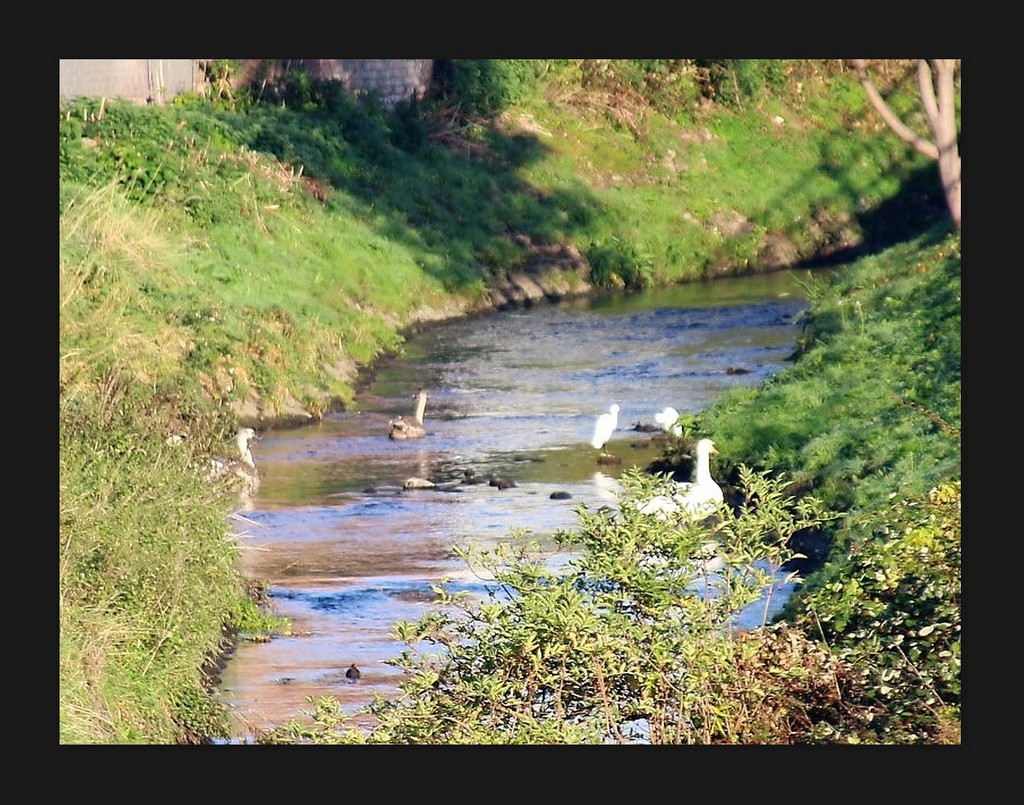 Wildlife on the River Leen by oldjosh