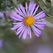 October 23: Aster by daisymiller