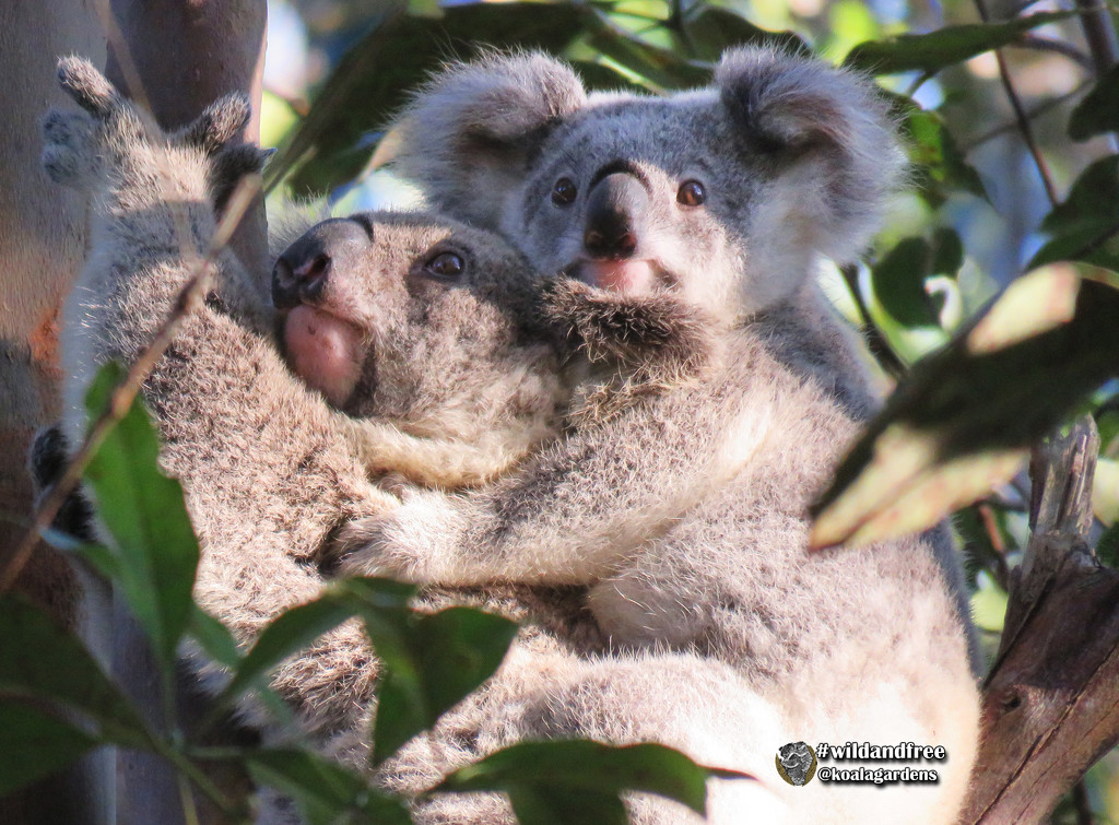 beam me up mum by koalagardens