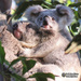beam me up mum by koalagardens