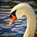 Bradgate Swan by carole_sandford