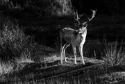 23rd Oct 2018 - Fallow Stag