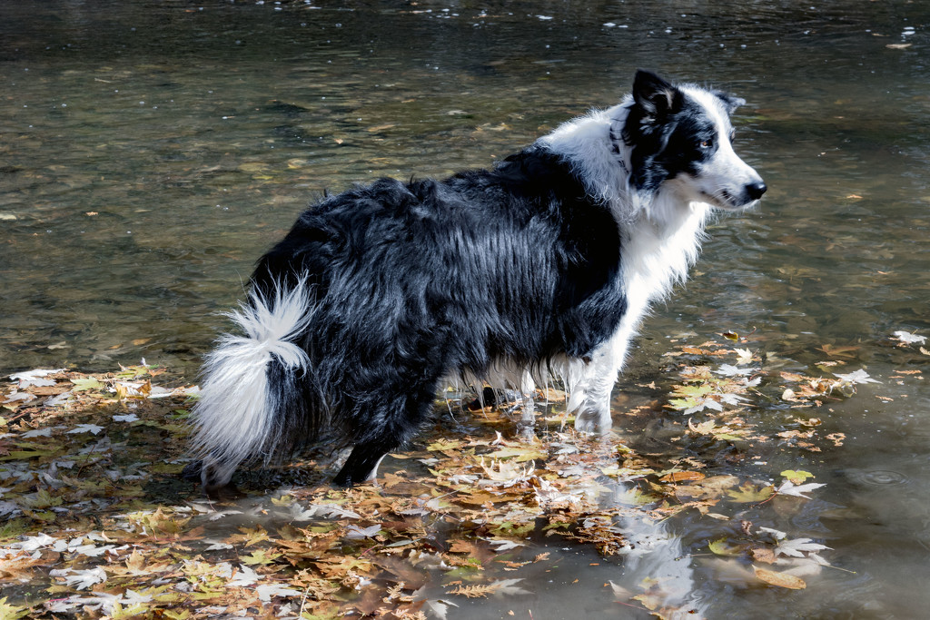 He's Not A Water Dog! by farmreporter
